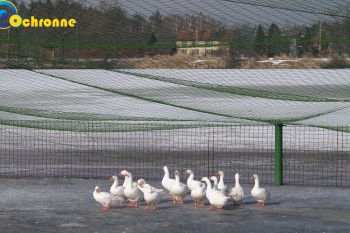 Siatki Świętochłowice - Zabezpieczenia ptaków hodowlanych dla terenów Świętochłowic